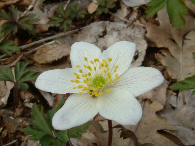 Anemonoides  nemorosa / Anemone bianca